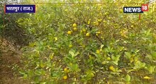 Bharatpur: नींबू की खेती से मालामाल हो रहे हैं किसान! 300 पौधे से हर साल हो रही 5 से 7 लाख रुपये की कमाई
