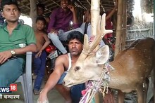 West champaran: People who came as angels saved the deer's life, know which herd of animals had attacked