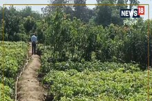Buxar News: नर्सरी के क्षेत्र में हाजीपुर को टक्कर दे रहा बक्सर, मदन वाटिका में मिल जाएंगे देशी-विदेशी फलदार पौधे