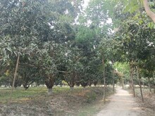सहरसा के सिमरी बख्तियारपुर में है यह आम का बगीचा