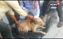 AMU में डॉक्टर की मौत के बाद एक्शन में नगर निगम, आवारा कुत्तों की होगी नसबंदी
