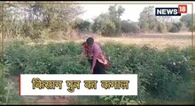Bhilwara News : नौकरी नहीं लगी तो युवक ने शुरू की गुलाब की खेती, बदल गई जिंदगी