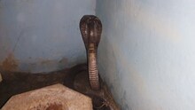 OMG: कोटा पुलिस महानिरीक्षक के बंगले पर फन फैलाए बैठा था कोबरा, पुलिसवालों की बंध गई घिग्घी