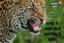 CCTV कैमरे में कैद हुआ पैंथर का मूवमेंट, शहरवासियों में डर का माहौल, VIDEO वायरल