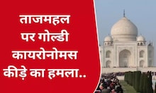 काली पड़ रहीं ताजमहल की दीवारें, पर क्यों? इस नुकसान पर क्या कह रहे अफसर?