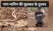 प्रेम में डूबे सांपों के मनमोहक नृत्य का वीडियो, रेस्क्यू कर जंगल में छोड़ा