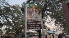Pench Tiger Reserve: प्रोजेक्ट टाइगर के 50 वर्ष पूरे, प्रबंधन कहानीकारों को दे रहा यह मौका