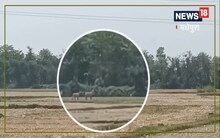 Madhepura News: धायं-धायं की आवाज और ढेर होती चली गईं नीलगायें, जानें कौन हैं शूटर, क्या है माजरा