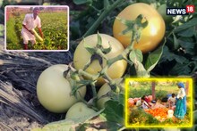 Karauli News : टमाटर-लौकी की खेती ने तीन भाइयों की बदली किस्मत, लाखों में हो रही है इनकम