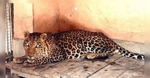 लखनऊ जू में नर तेंदुआ ने तोड़ा दम, 4 महीने से था बीमार, छोड़ दिया था खाना-पीना