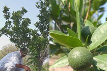 Churu News : गुड़ और गोमूत्र से की सिंचाई, उगाए कीनू और माल्टे की बागवानी