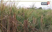 Sugarcane Farming : गन्ने की चाहिए बंपर पैदावार तो करें यह उपाय, फसल पर नहीं पड़ेगा टिड्डे और अन्य कीटों का प्रभाव