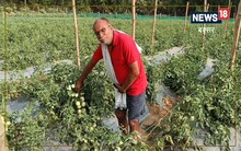 Tomato Farming: गर्मी में लें देसी टमाटर का आनंद, बक्सर में हो रही बड़े पैमाने पर खेती