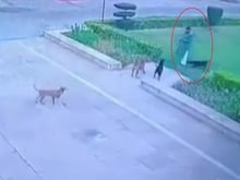 AMU में आवारा कुत्तों का आतंक, बूढ़े डॉक्टर को नोच-नोच कर मार डाला, देखें Video