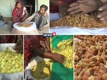 PHOTOS : बैतूल का महुआ विदेश चला, लेकिन वहां शराब नहीं चाय बनाएंगे अंग्रेज