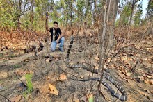 कोरबा जिले में फिर मिला दुनिया का सबसे जहरीला 11 फीट किंग कोबरा, वन विभाग ने किया रेस्क्यू