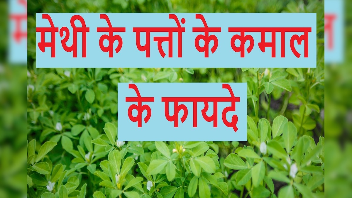मेथी का पत्ता ब्लड शुगर के लिए है काल, जोड़ों के दर्द में भी रामबाण, स्टडी में भी हुआ प्रूव
