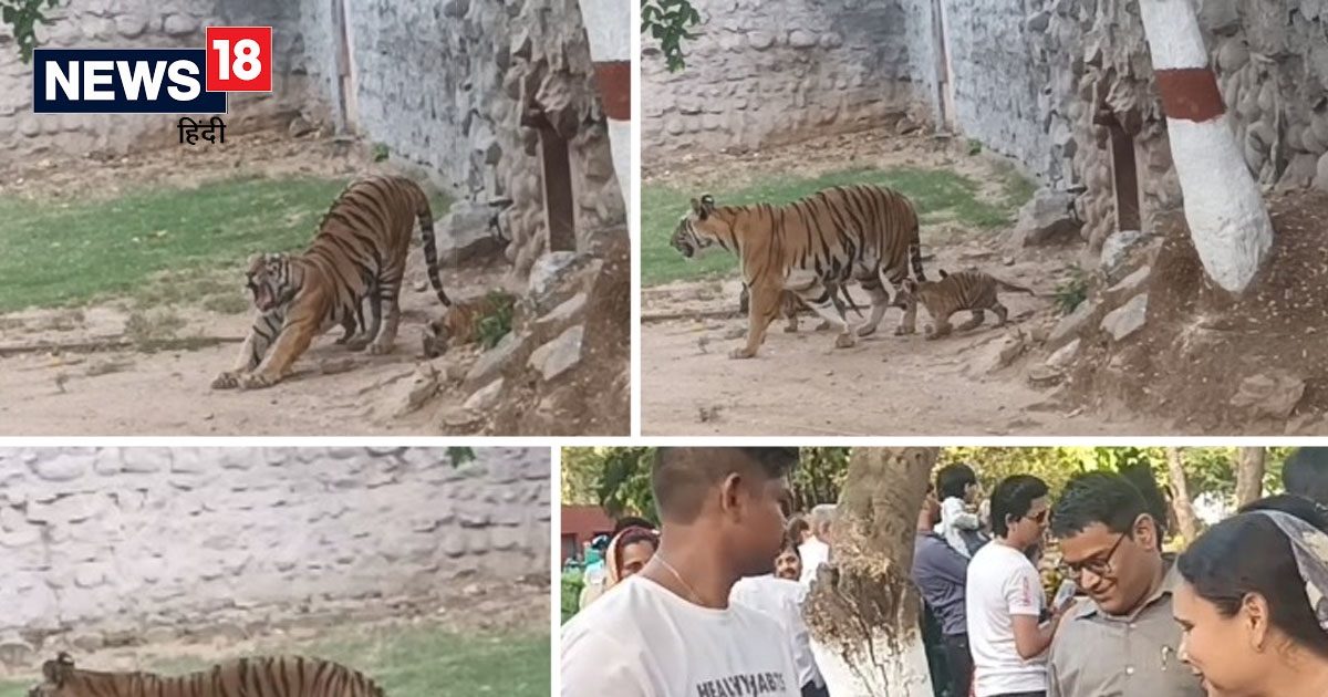 Good News मां के साथ खुले बाड़े में छोड़े गए 42 दिन के शावक, बाहर