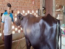 ये है गंगा, जिसने एक दिन में दिया 31 लीटर दूध, पंजाब-हरियाणा में बनाया रिकॉर्ड