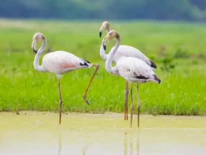 PHOTOS: भरतपुर के केवलादेव राष्ट्रीय उद्यान में ग्रेटर फ्लेमिंगो ने