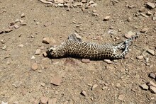 Leopard News: मुरैना में फिर तेंदुए की मौत, वन विभाग अफसरों के हाथ-पांव फूले