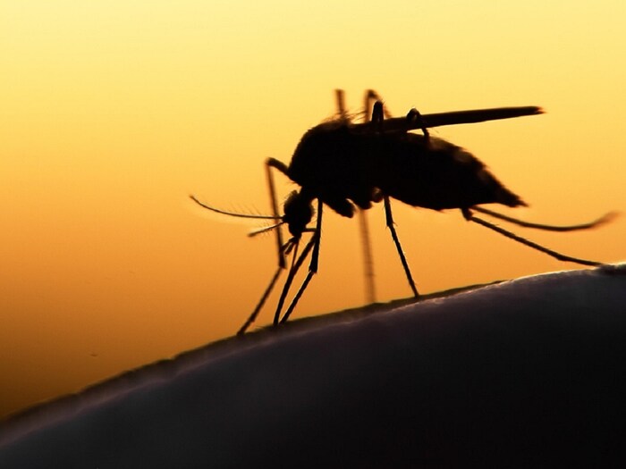 How high and far can mosquitoes fly how it affects high rise building residents फ्लैट में रहने