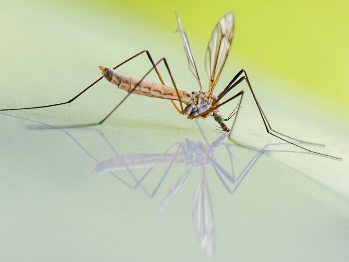 How high and far can mosquitoes fly how it affects high rise building residents फ्लैट में रहने