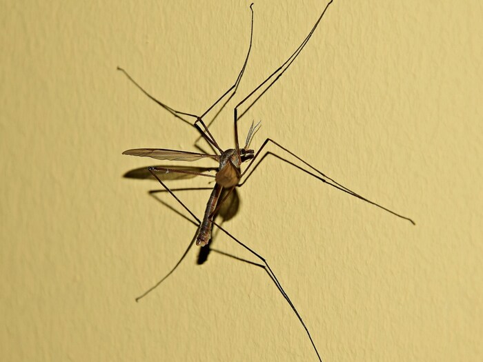 How high and far can mosquitoes fly how it affects high rise building residents फ्लैट में रहने