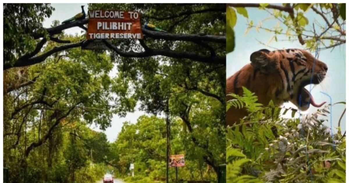 Pilibhit Tiger Reserve: आबादी के नजदीक दिखा टाइगर, ग्रामीण दहशत में ...