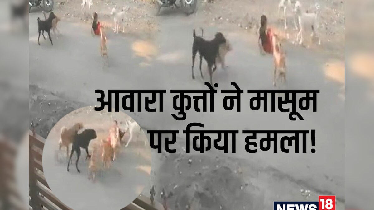 VIDEO: नागपुर में दिल दहलाने वाली घटना, आवारा कुत्तों ने मासूम पर दौड़ाकर किया हमला