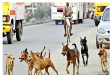 Delhi Stray Dogs: आवारा कुत्तों के आतंक से कब मिलेगी राजधानी दिल्ली को निजात? अस्पतालों में रोजाना आते हैं इतने केस