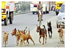 आवारा कुत्तों के आतंक से कब मिलेगी दिल्ली को निजात? रोजाना आते हैं इतने केस