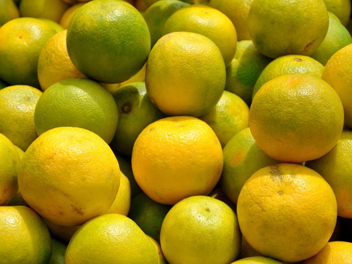 Sweet Lime