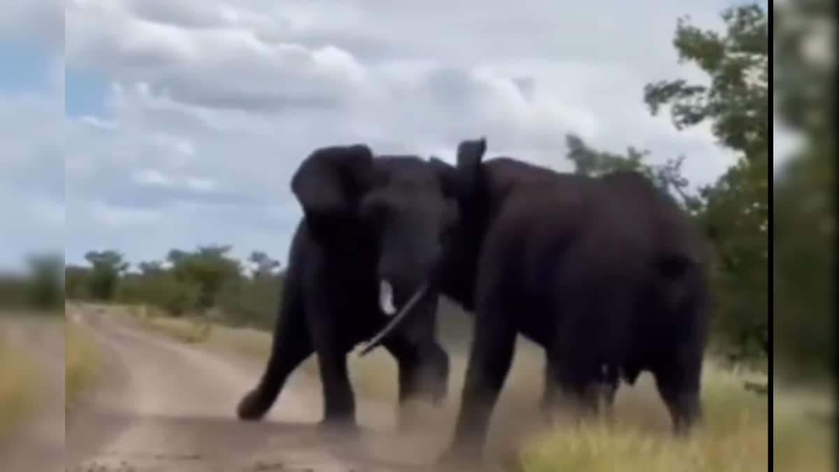Viral Video: आपस में भिड़े दो हाथी, मचाने लगे तहस-नहस, फिर अंजाम देख दहल उठी धरती!
