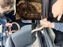 Snake in Car: जैसे ही कार में सवार हुआ शख्स, सामने विराजमान दिखा खतरनाक सांप