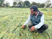 बेमौसम बरसात ने तोड़ी किसानों की कमर, लाखों हेक्टेयर गेहूं की फसल बर्बाद