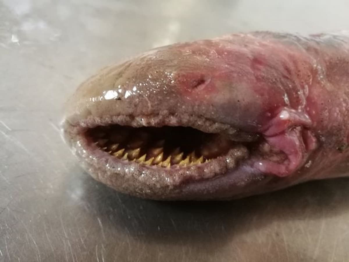 blood sucking fish 