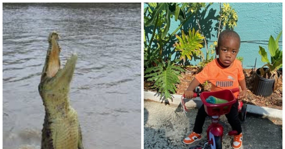 Painful homicide of mom, then useless physique of 2-year-old baby present in alligator’s jaw, this story is kind of scary