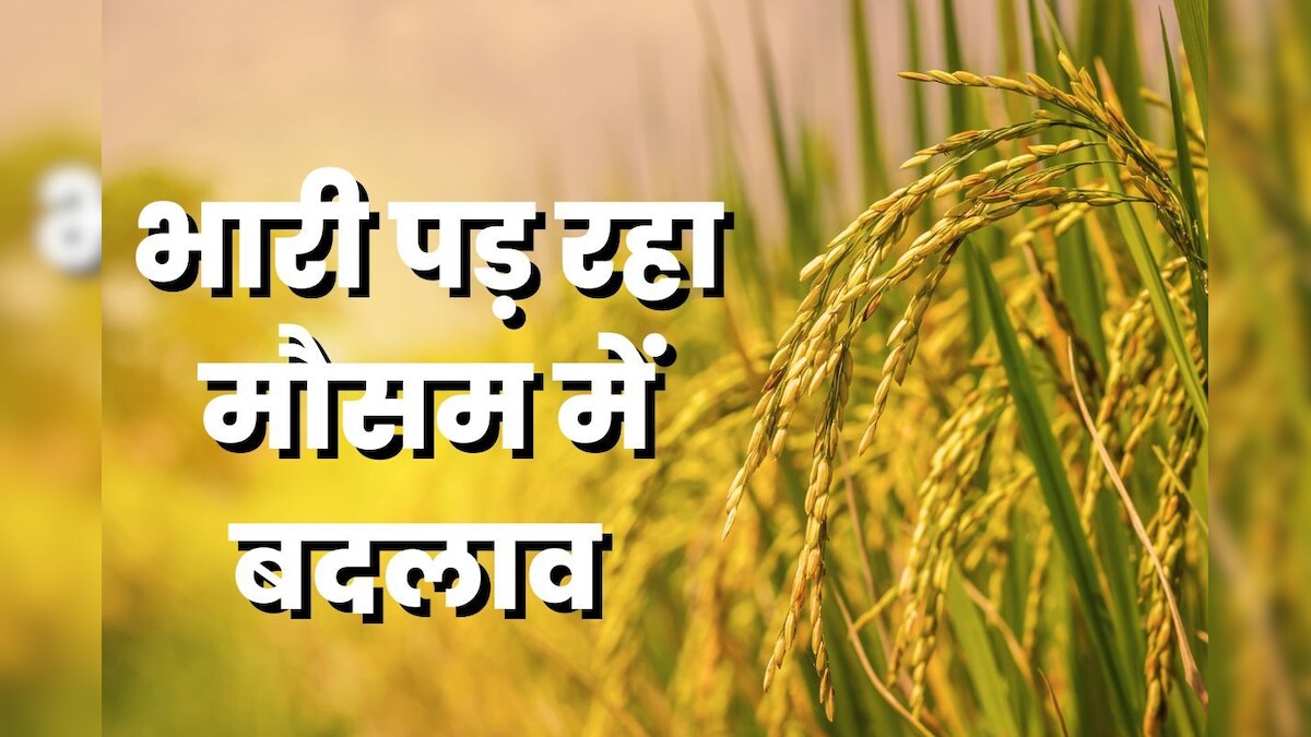 थाली पर भारी जलवायु परिवर्तन! गेहूं नहीं सह पा रहा मौसम की मार, चावल-मक्‍का पर कम असर