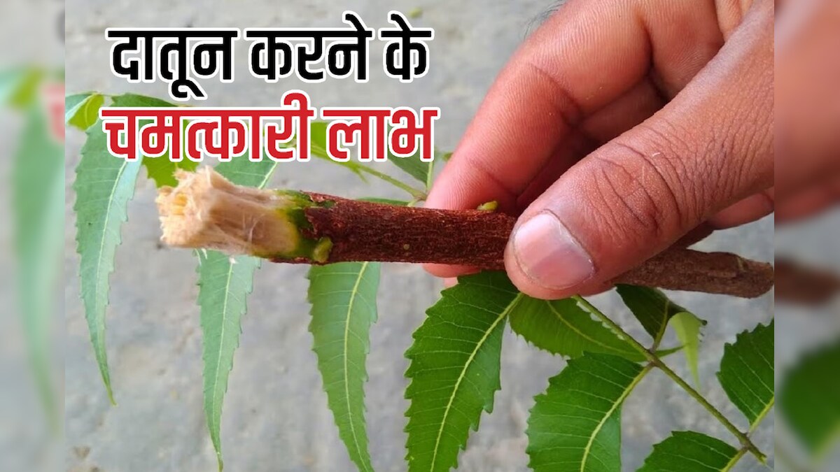 दांतों की बेहतर सफाई के लिए 4 नेचुरल दातून का करें इस्तेमाल, जीभ भी रहेगी दुरुस्त, जान लें इसके और भी फायदे
