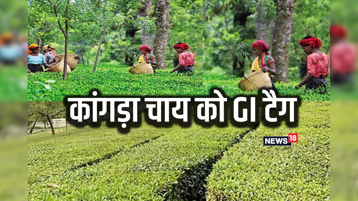 Kangra Tea: कोरोना से लड़ने की क्षमता, यूरोप में मांग, कांगड़ा चाय को मिला GI टैग