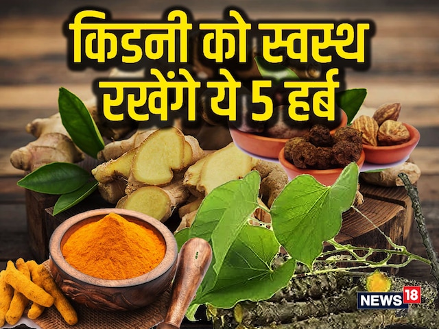 5 हर्ब किडनी को रखेंगे स्वस्थ, न्यूट्रिशनिस्ट ने कहा, नहीं होगी किडनी डिजीज 5 हर्ब किडनी को रखेंगे स्वस्थ, न्यूट्रिशनिस्ट ने कहा, नहीं होगी किडनी डिजीज