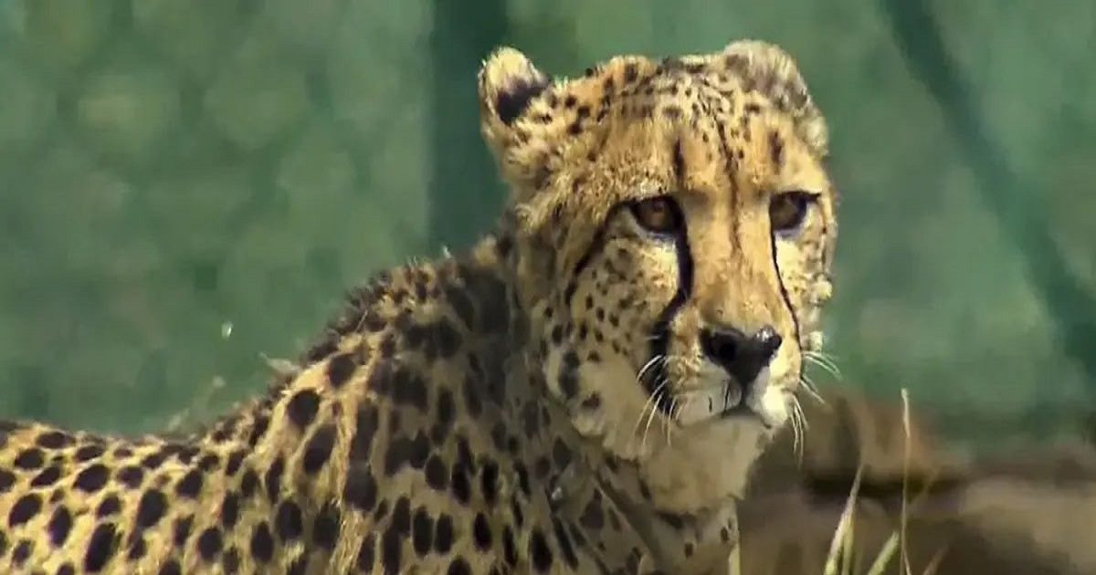Death of a cheetah brought from South Africa in Kuno National Park