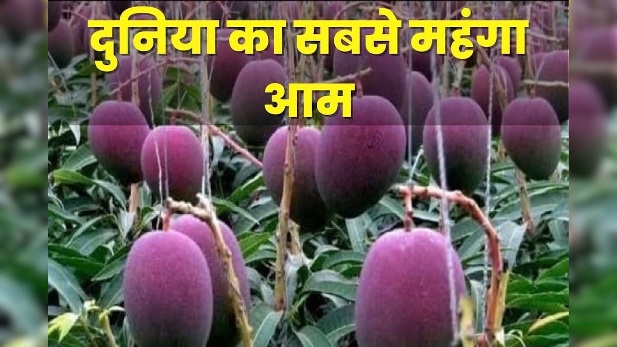 दुनिया का सबसे महंगा आम, 1 किलो की कीमत में आ जाए 4 तोला सोना! 1 पीस खरीदने में भी आ जाएगा पसीना