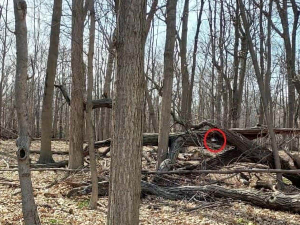 Can you find a hidden kitten, find a hidden kitten in this picture, find a hidden kitten within 8 seconds, optical illusion challenge, optical illusion, optical illusion puzzle, viral puzzle, trending puzzle
