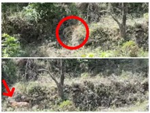 बाघ की दहशत! पौड़ी के 24 गांवों में नाइट कर्फ्यू, स्कूल-आंगनबाड़ी केंद्र भी बंद