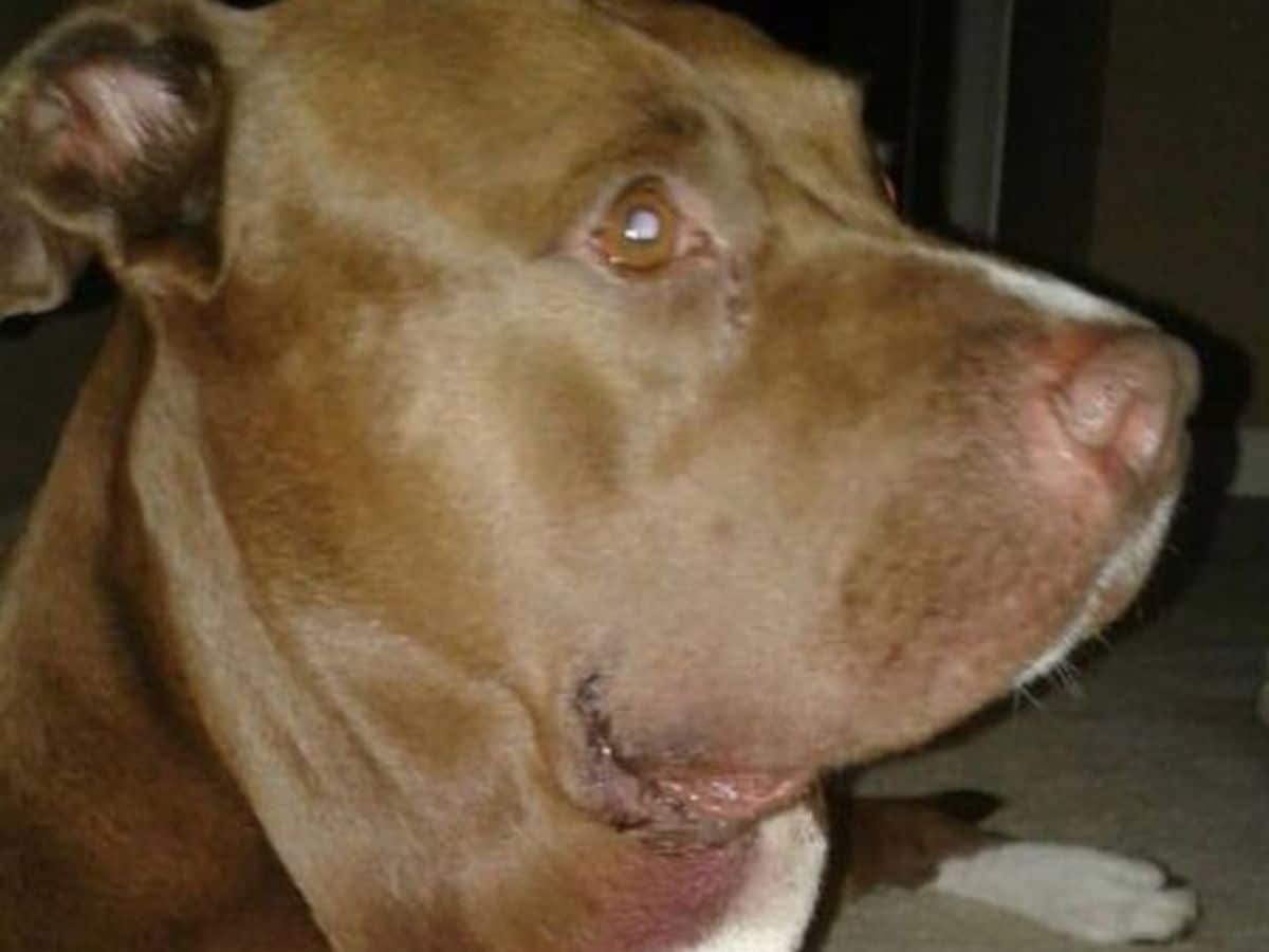 'हत्यारा कुत्ता' बन गया हीरो! जहरीले सांप से बचाई बच्चे की जान, खतरे