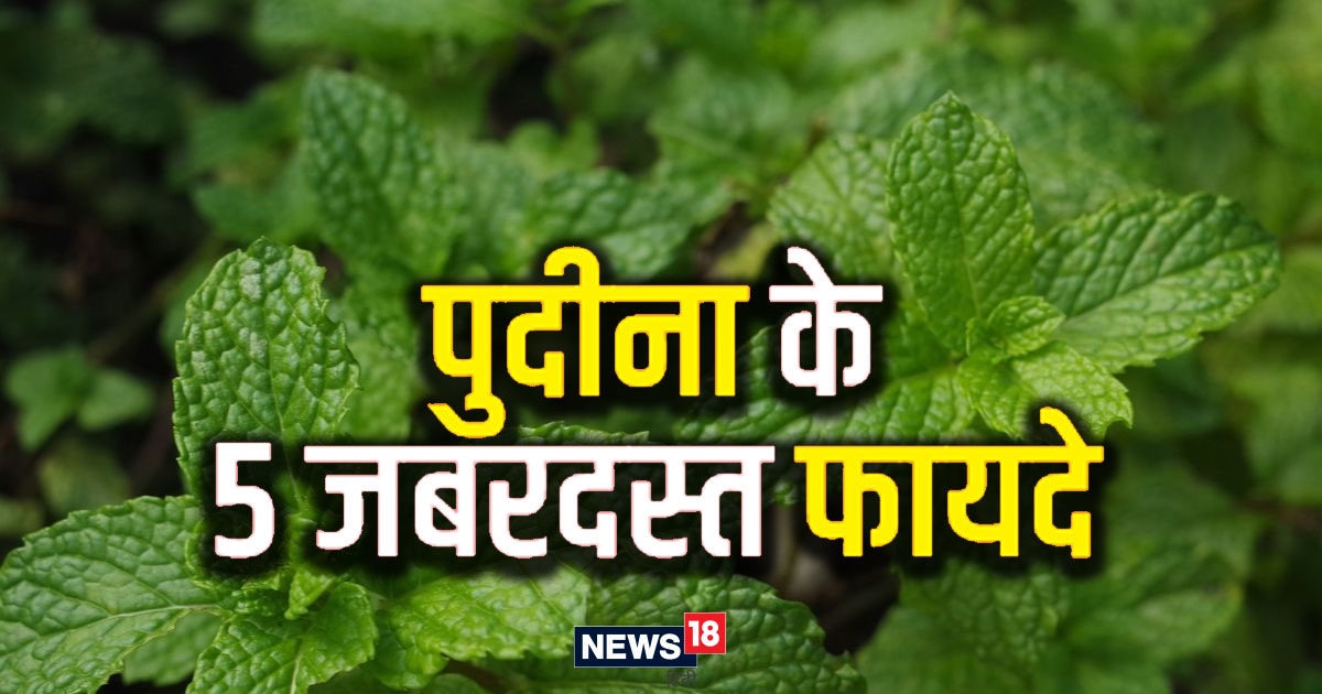 सेहत और स्किन के लिए बेहद लाभकारी हैं यह पत्ते, गर्मियों में करें भरपूर