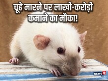 चूहों के आतंक से जूझ रहा यह देश, निकली इन्हें मारने की नौकरी, सैलरी करोड़ में!