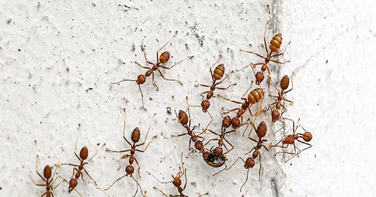 गर्मी में चींटी की समस्या से हैं परेशान? मालिन ने बताया आसान तरीका, घर